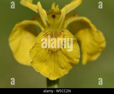 Sumpfschwertlilie, Iris pseudacorus, Banque D'Images