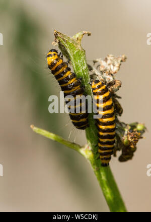 Paire de Cinnabar Moth sur chenilles ragwort plante, Derbyshire Banque D'Images