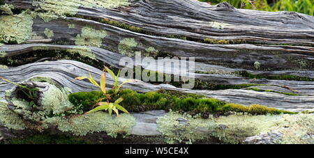 Les plantes qui poussent sur un arbre old weathered c'est maintenant sur le bois flotté côte Kapiti, NZ Banque D'Images