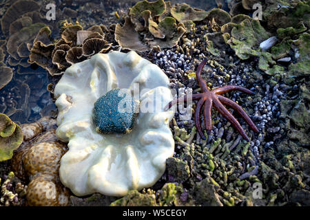 Gros plan sur l'étoile de la barrière de corail. Des animaux sous-marins. Coral et bleu à étoile de député Yen Parc National dans la province de Phu Yen, Vietnam Banque D'Images