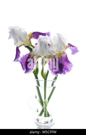 Bouquet de trois d'iris dans un vase en verre sur un fond blanc. Objet isolé. Shot verticale Banque D'Images