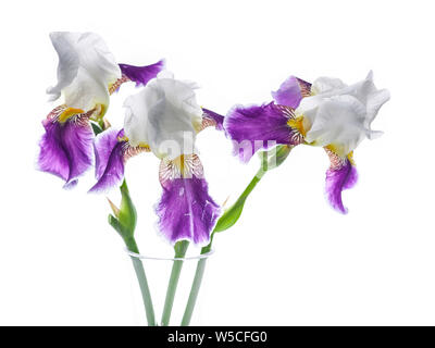 Bouquet de trois d'iris dans un vase en verre sur un fond blanc. Objet isolé Banque D'Images