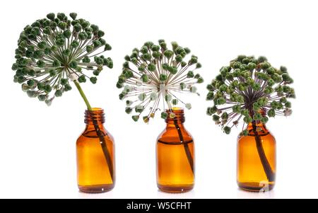 Trois fleurs d'oignons dans des bouteilles sur un fond blanc. Objets isolés Banque D'Images