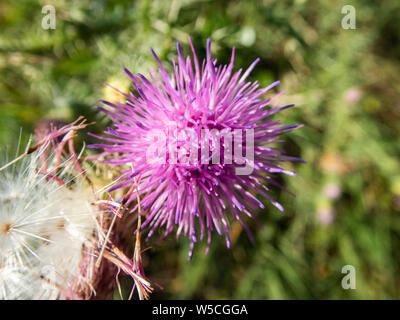 Photo macro d'une fleur rose Cirisium Vulgare montre chaque petit détail de c Banque D'Images