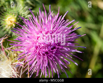 Photo macro d'une fleur rose Cirisium Vulgare montre chaque petit détail de c Banque D'Images