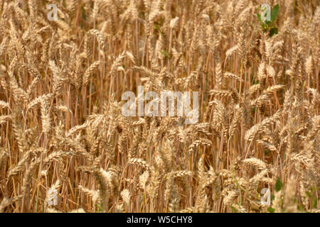 Les épis de blé d'or mûres close-up à la fin de l'été en Bavière, champ de blé avec les épis de blé sec Banque D'Images