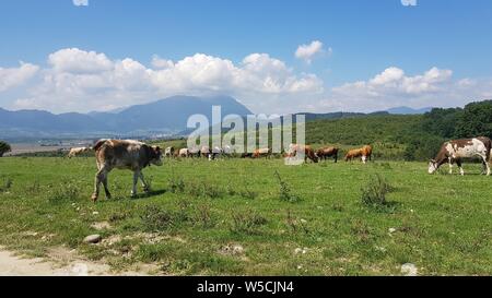 Photo de paysage quelques vaches qui paissent en Roumanie Banque D'Images