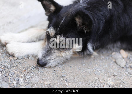 Vieux chien reposant sur le sol lors d'une chaude journée d'été Banque D'Images