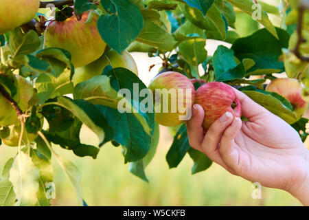 Part of young woman holding Red Apple sur un arbre entre les feuilles. La récolte de fruits d'automne. Banque D'Images