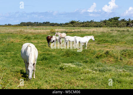 Les chevaux pâturage sur Ile de Re, photographié à partir de la voie publique Banque D'Images