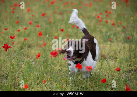 English Springer Spaniel, champ de coquelicots, kent uk, superbe Banque D'Images