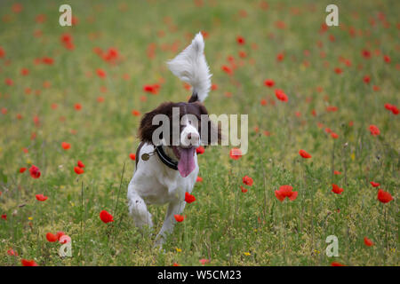 English Springer Spaniel, champ de coquelicots, kent uk, superbe Banque D'Images