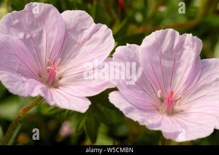 - Rayures géranium sanguin Geranium sanguineum var. striatum deux fleurs closeup Banque D'Images