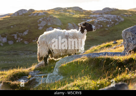 Mouton noir et blanc dans les Scottish Highland dans un rétroéclairage d'or Banque D'Images