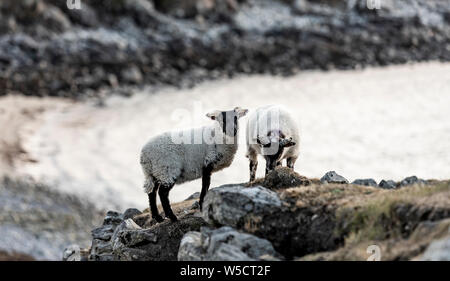 Mouton noir et blanc dans les Scottish Highland sur la rive dans une douce soirée light Banque D'Images