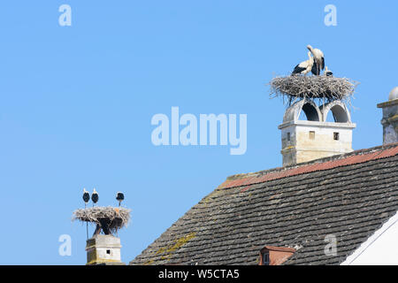 Rouille : Nid de cigogne blanche (Ciconia ciconia), les cigognes en attente à nid, toit de maison, cheminée en lac (lac de Neusiedl), Burgenland, Austr Banque D'Images