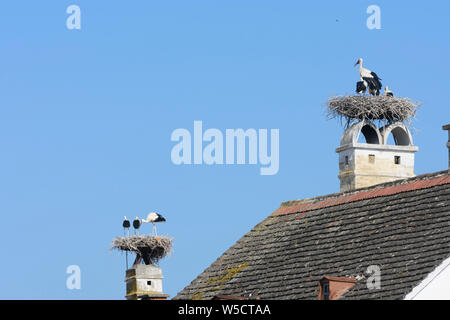 Rouille : Nid de cigogne blanche (Ciconia ciconia), les cigognes en attente à nid, toit de maison, cheminée en lac (lac de Neusiedl), Burgenland, Austr Banque D'Images