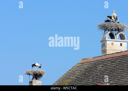 Rouille : Nid de cigogne blanche (Ciconia ciconia), les cigognes en attente à nid, toit de maison, cheminée en lac (lac de Neusiedl), Burgenland, Austr Banque D'Images