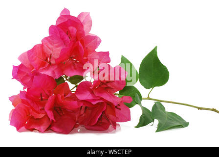 Bougainvillier fleur, fleurs rouge isolé sur fond blanc Banque D'Images