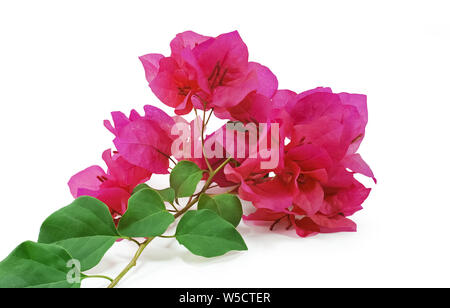 Bougainvillier fleur, fleurs rouge isolé sur fond blanc Banque D'Images