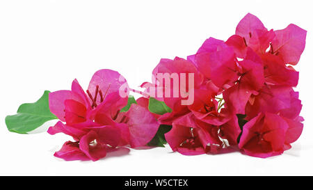 Bougainvillier fleur, fleurs rouge isolé sur fond blanc Banque D'Images