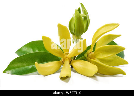 Fleur jaune fleur de Magnolia, champaca isolé sur fond blanc Banque D'Images