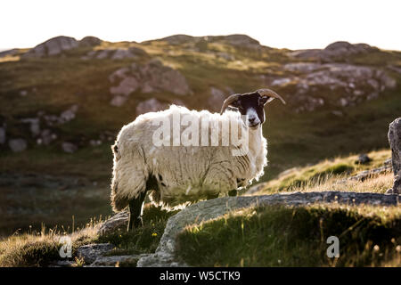 Mouton noir et blanc dans les Scottish Highland dans un rétroéclairage d'or Banque D'Images