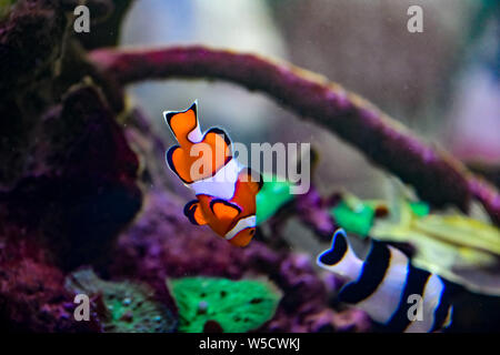 Ocellaris Clownfish Nemo dans l'Aquarium Banque D'Images