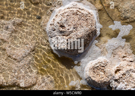 Thrombolites microbialites, roches vivantes au lac Clifton, le Parc National de Yalgorup, Mandurah, Western Australia Banque D'Images