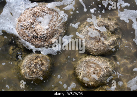 Thrombolites microbialites, roches vivantes au lac Clifton, le Parc National de Yalgorup, Mandurah, Western Australia Banque D'Images