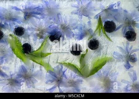 Contexte vert feuilles de menthe, de baies et de fleurs de bleuet de la chicorée dans ice cube avec des bulles d'air Banque D'Images