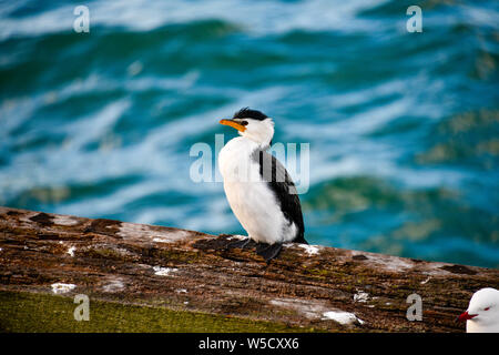 Grand cormoran sur les oiseaux de l'ouest de l'Australie, Busselton Jetty Banque D'Images