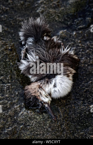 Le petit canard, canards harle birdy perdu. Peut-être que chick est mort à cause de la pollution de l'eau, l'empoisonnement d'animaux Banque D'Images