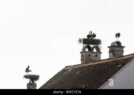 Rouille : Nid de cigogne blanche (Ciconia ciconia), les cigognes au nid d'attente et de faire la formation de vol, toit de maison, cheminée en lac (lac sw Banque D'Images