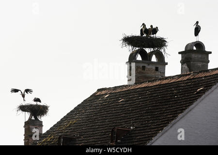 Rouille : Nid de cigogne blanche (Ciconia ciconia), les cigognes au nid d'attente et de faire la formation de vol, toit de maison, cheminée en lac (lac sw Banque D'Images