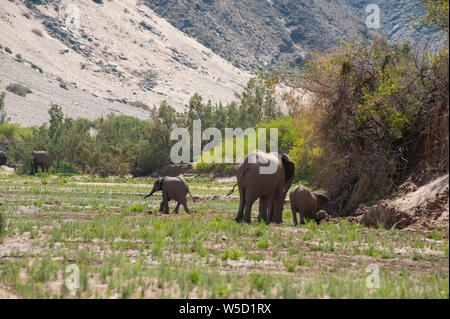 Désert éléphants adaptés. Ces éléphants d'Afrique (Loxodonta africana) sont adaptés à la vie dans les zones désertiques de la Namibie et l'Angola. Photographié en th Banque D'Images