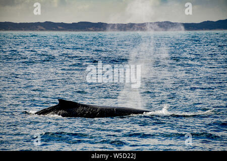 Rorqual à bosse et le rorqual commun avec coup de Cayenne dans la baie de Flinders, Augusta, l'ouest de l'Australie Banque D'Images