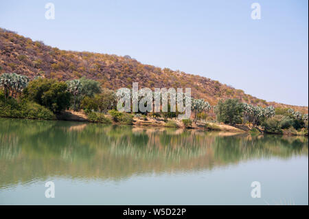 (Hyphaene petersiana palmier Makalani), AKA le vrai fan palm. Photographié à la rivière Kunene (rivière Cunene), la frontière entre l'Angola et la Namibie, de sorte Banque D'Images