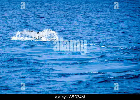 Baleine à bosse queue de plongée s'éclabousser dans la baie de Flinders, Augusta, l'ouest de l'Australie Banque D'Images