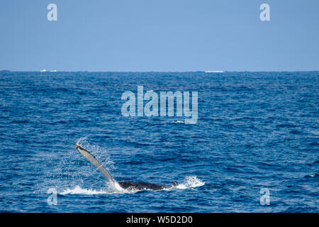 Flipper Baleine à bosse s'éclabousser dans la baie de Flinders, Augusta, l'ouest de l'Australie Banque D'Images