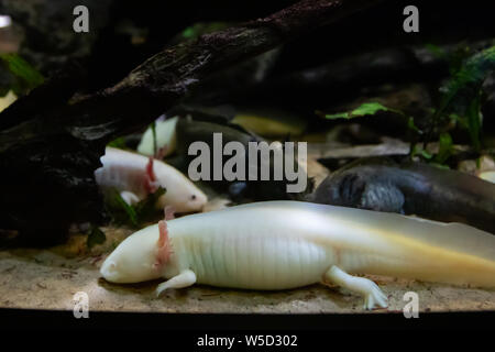 Portrait de l'axolotl subaquatique close up dans un aquarium. Mexican walking fish. Banque D'Images