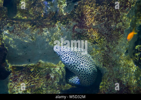 Laced Moray, également connu sous le nom de la murène léopard. Banque D'Images