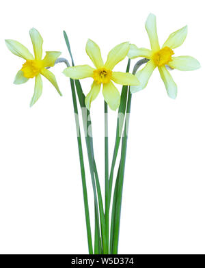 Narcisse fleurs isolé sur fond blanc Banque D'Images
