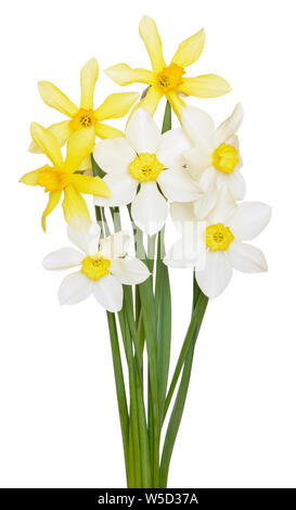 Fleurs narcisse blanc et jaune isolé sur fond blanc Banque D'Images