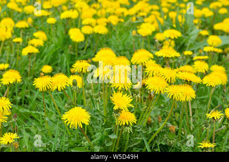 Fleurs de pissenlit sur un pré, selective focus Banque D'Images