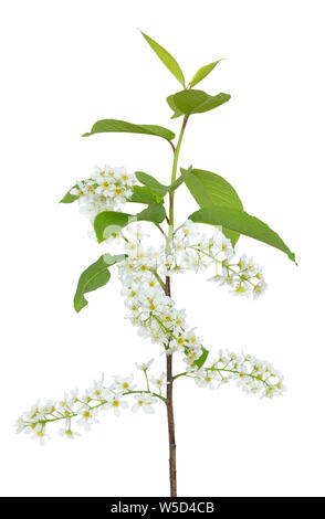 Branche de cerisier des oiseaux (Prunus padus) isolé sur fond blanc Banque D'Images