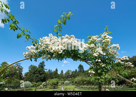 Château BALLINDALLOCH BANFFSHIRE ECOSSE JARDINS EN MILIEU DE L'UN DE FLEURS ROSE BLANCHE BOWER Banque D'Images