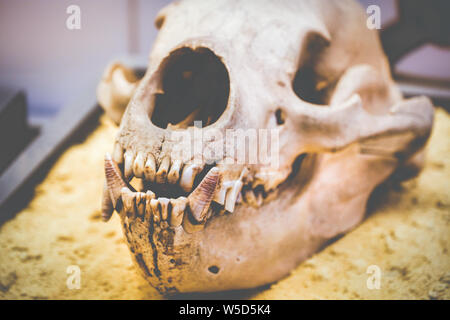 L'anatomie du crâne de chien dents fang Banque D'Images