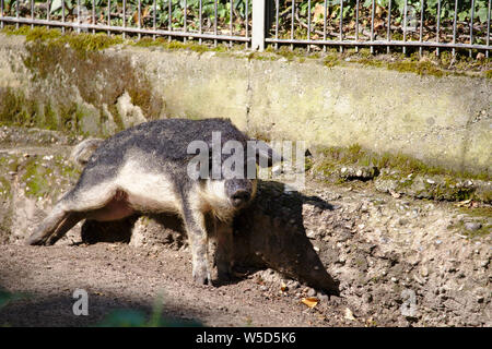 Porcelet mangalica hongrois se gratter sur des pierres au soleil Banque D'Images