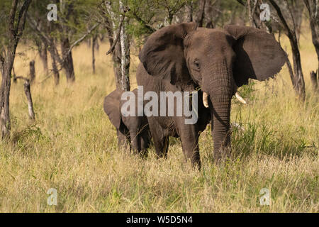 Vue avant du bush africain Elephant (Loxodonta africana) photographiée au Parc National de Serengeti, Tanzanie Banque D'Images